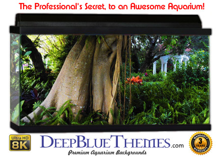 Buy Aquarium Background 3d 0015 Aquarium Background