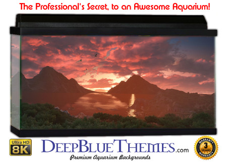 Buy Aquarium Background 3d 0023 Aquarium Background
