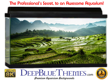 Buy Aquarium Background 3d 0037 Aquarium Background