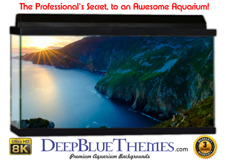 Buy Aquarium Background 3d 0045 Aquarium Background
