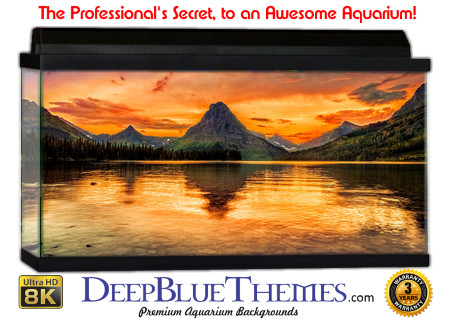 Buy Aquarium Background 3d 0052 Aquarium Background