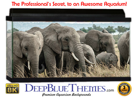 Buy Aquarium Background Asian Elephant 002 Aquarium Background