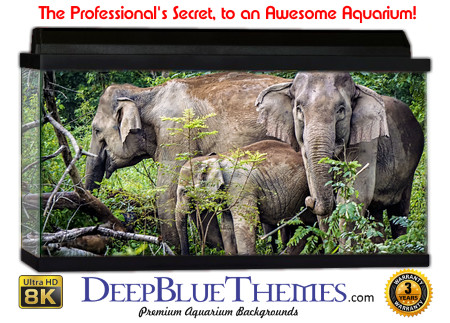 Buy Aquarium Background Asian Elephant 003 Aquarium Background