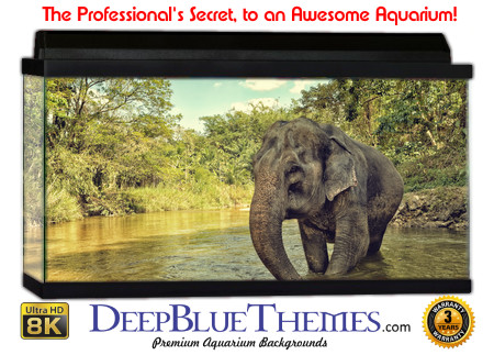 Buy Aquarium Background Asian Elephant 004 Aquarium Background