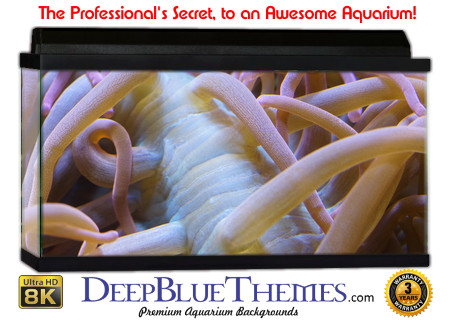 Buy Aquarium Background Awesome Anemone Aquarium Background