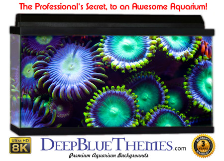 Buy Aquarium Background Awesome Animal Aquarium Background