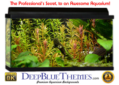 Buy Aquarium Background Awesome Background Aquarium Background