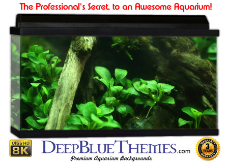 Buy Aquarium Background Awesome Branch Aquarium Background