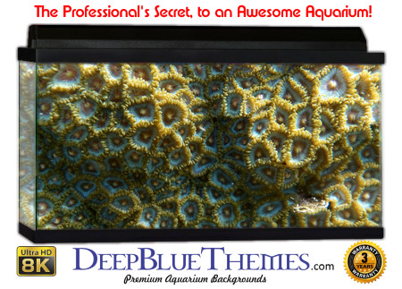 Buy Aquarium Background Awesome Closecoral Aquarium Background