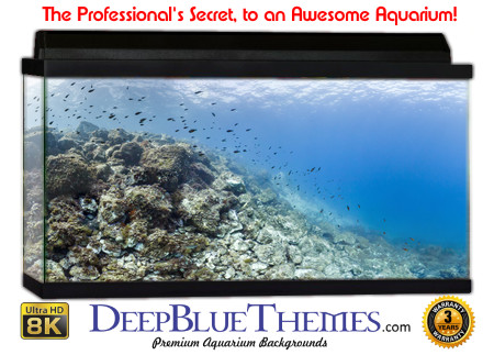 Buy Aquarium Background Awesome Formation Aquarium Background