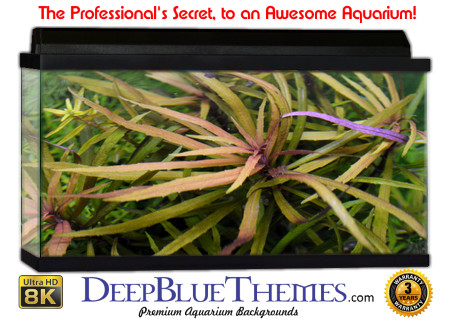 Buy Aquarium Background Awesome Furn Aquarium Background