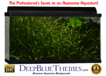 Buy Aquarium Background Awesome Greengrass Aquarium Background