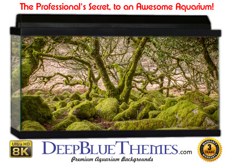Buy Aquarium Background Awesome Mossy Aquarium Background