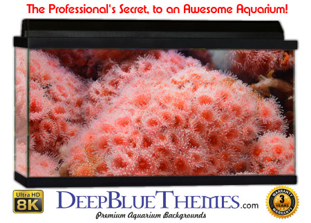 Buy Aquarium Background Awesome Pinklife Aquarium Background