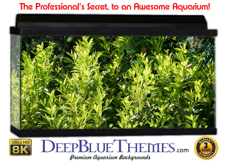 Buy Aquarium Background Awesome Plants Aquarium Background