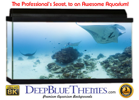 Buy Aquarium Background Awesome Ray Aquarium Background