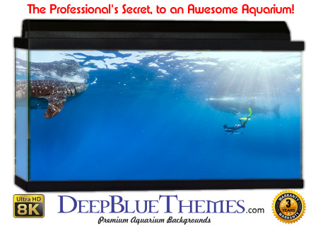 Buy Aquarium Background Awesome Splash Aquarium Background