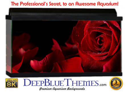 Buy Aquarium Background Black Rose Aquarium Background
