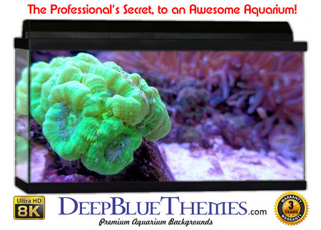 Buy Aquarium Background Classic Brain Aquarium Background