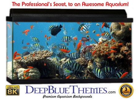 Buy Aquarium Background Classic Community Aquarium Background
