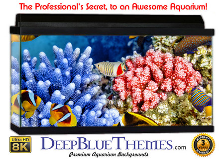 Buy Aquarium Background Classic Coral Aquarium Background
