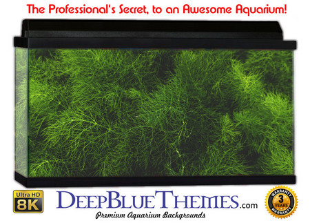 Buy Aquarium Background Classic Grass Aquarium Background