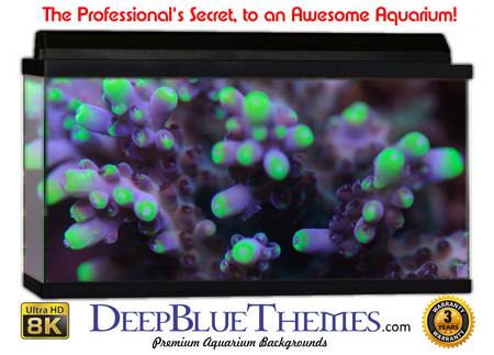 Buy Aquarium Background Classic Life Aquarium Background