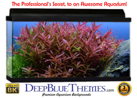 Buy Aquarium Background Classic Plant Aquarium Background