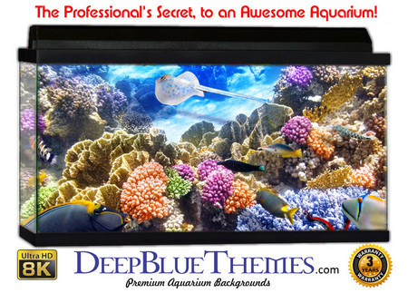 Buy Aquarium Background Classic School Aquarium Background