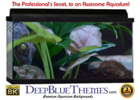 Buy Aquarium Background Classic Watching Aquarium Background