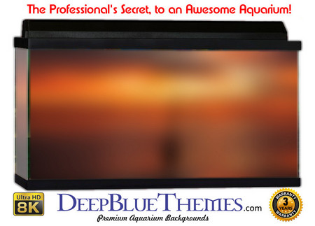 Buy Aquarium Background Colors Sunset Aquarium Background