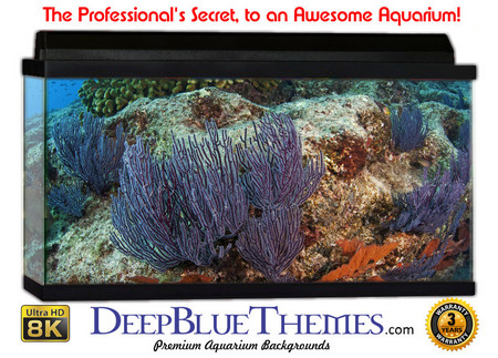 Buy Aquarium Background Coral Area Aquarium Background