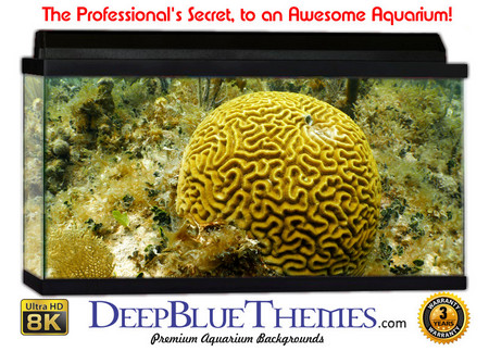 Buy Aquarium Background Coral Ball Aquarium Background