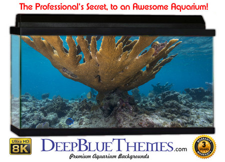 Buy Aquarium Background Coral Bowl Aquarium Background