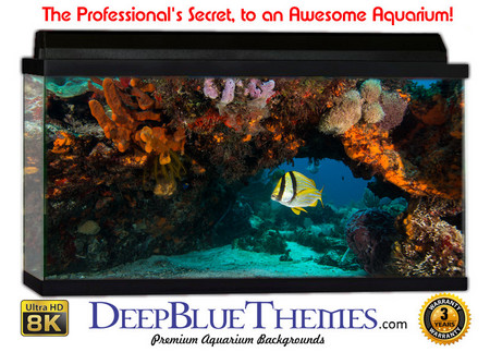 Buy Aquarium Background Coral Bridge Aquarium Background