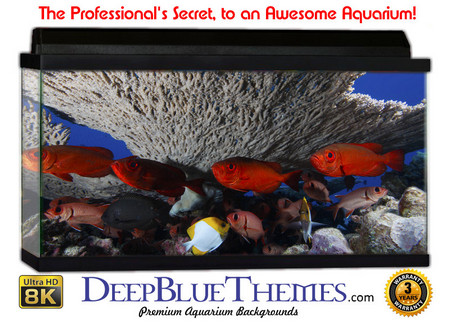 Buy Aquarium Background Coral Canope Aquarium Background