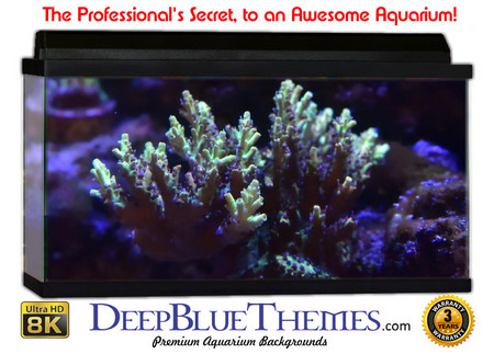 Buy Aquarium Background Coral Evening Aquarium Background