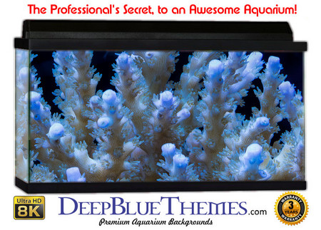Buy Aquarium Background Coral Fingers Aquarium Background