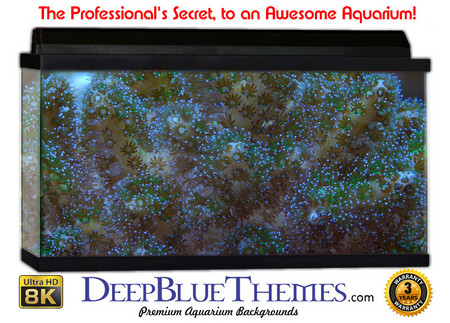 Buy Aquarium Background Coral Nest Aquarium Background