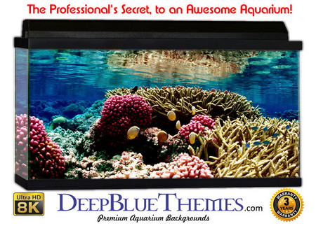 Buy Aquarium Background Coral Reflect Aquarium Background
