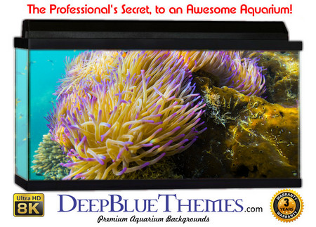 Buy Aquarium Background Coral Wave Aquarium Background