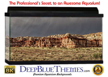 Buy Aquarium Background Desert Paint Aquarium Background