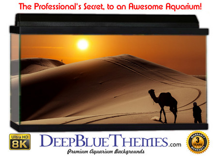 Buy Aquarium Background Desert Travel Aquarium Background