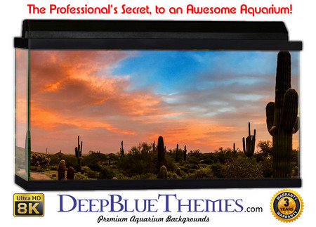 Buy Aquarium Background Desert Wide Aquarium Background