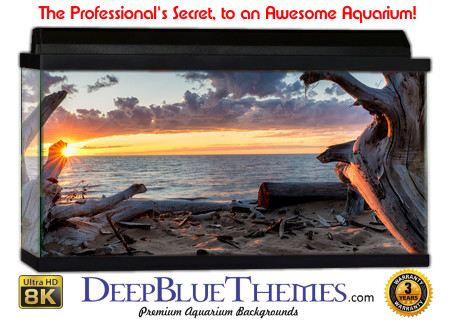 Buy Aquarium Background Driftwood 00004 Aquarium Background