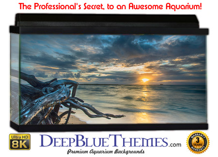 Buy Aquarium Background Driftwood 00012 Aquarium Background