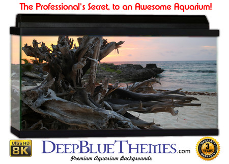 Buy Aquarium Background Driftwood 00018 Aquarium Background