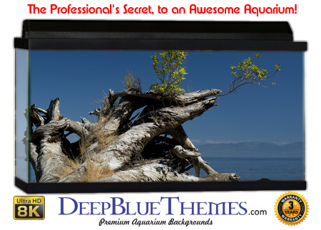 Buy Aquarium Background Driftwood 00021 Aquarium Background