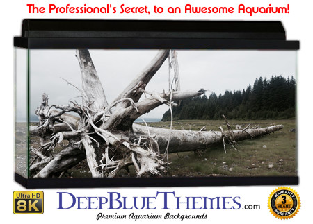 Buy Aquarium Background Driftwood 00033 Aquarium Background