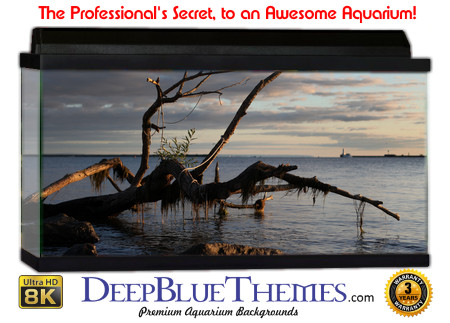 Buy Aquarium Background Driftwood 00039 Aquarium Background
